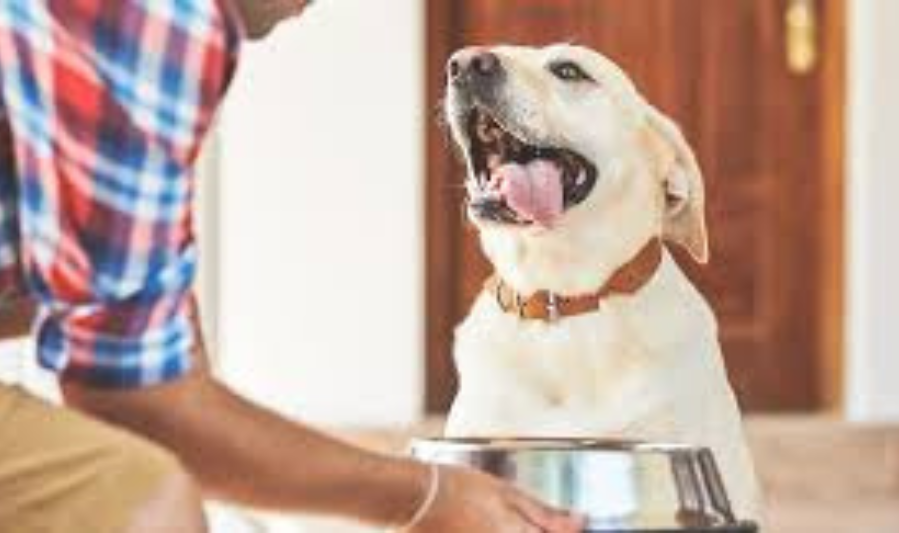 Choosing the Right Pet Food