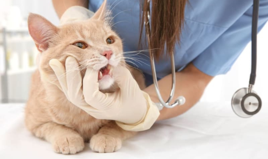 Common Dental Problems in Pets