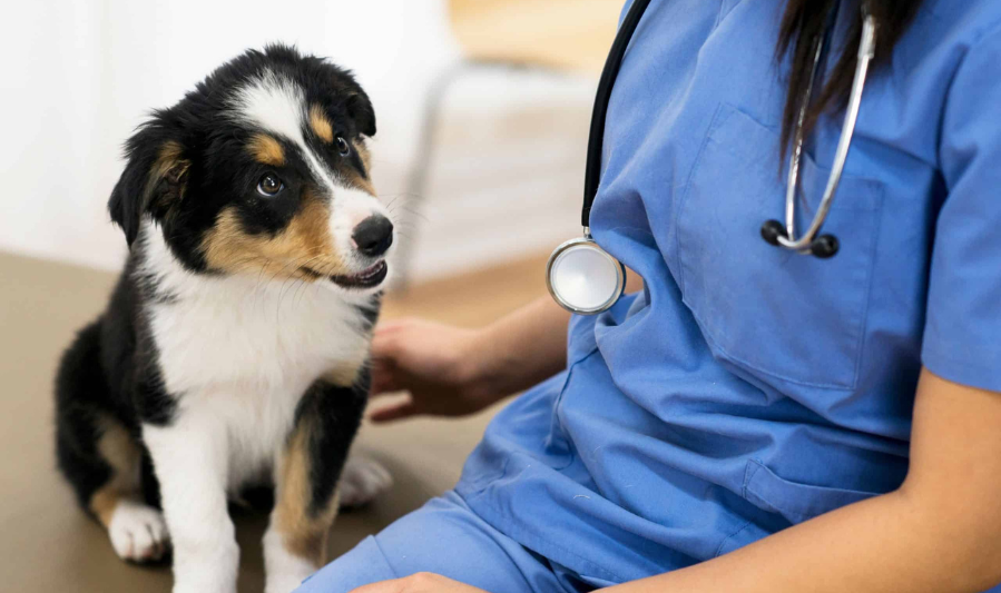 Core Vaccines for Dogs