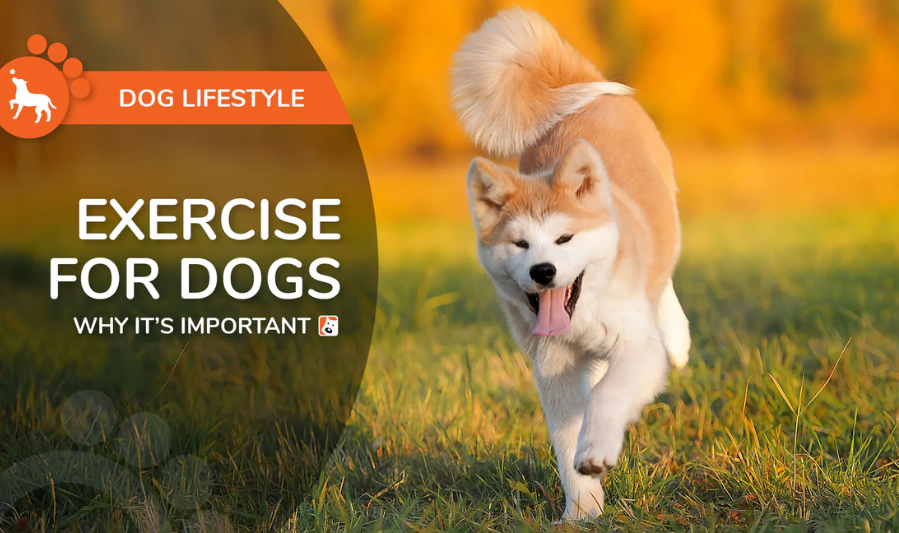 Exercise Tips for Dogs