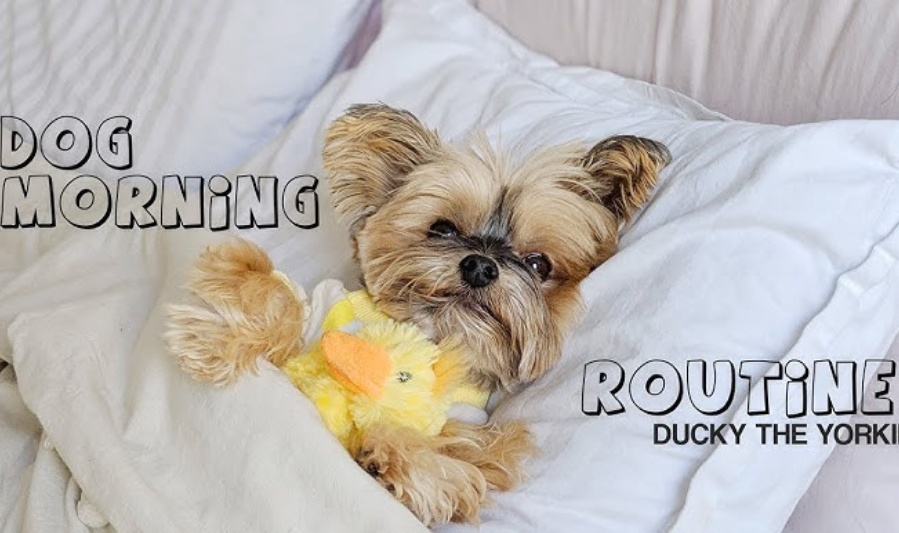 Morning Routine