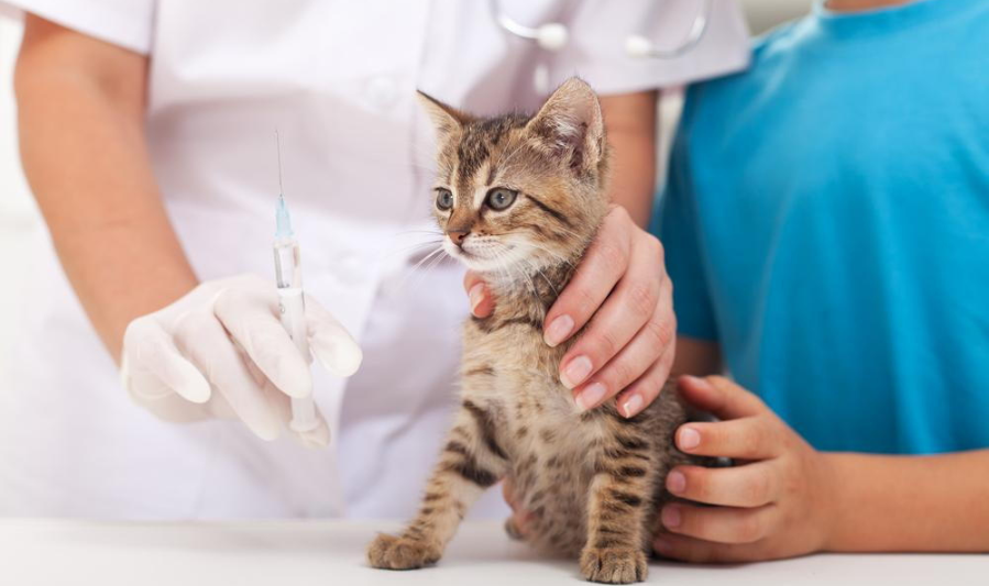 Non-Core Vaccines