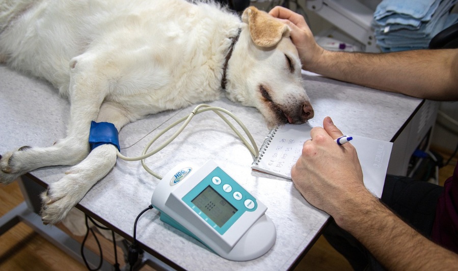 Regular Veterinary Checkups