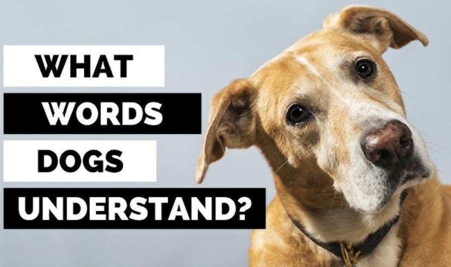 Understanding How Dogs Learn