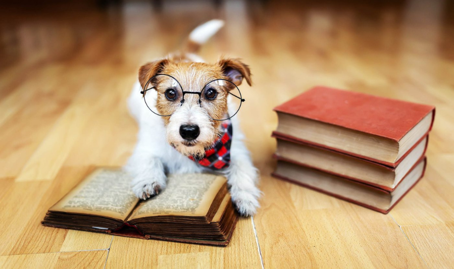 Understanding How Pets Learn