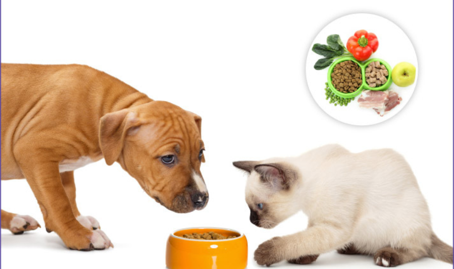 Understanding Pet Health Basics