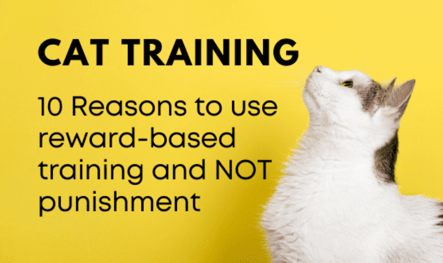 What Is Cat Behavior Training