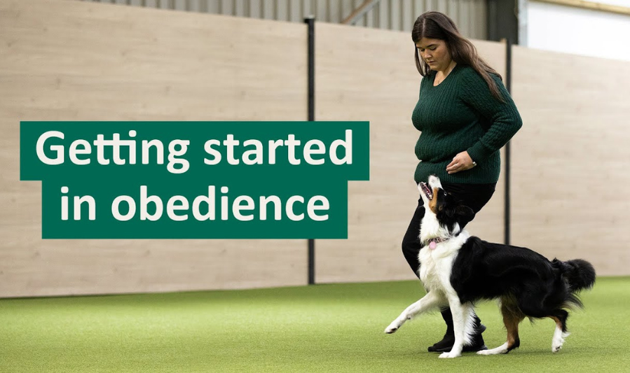 What Is Dog Obedience Training