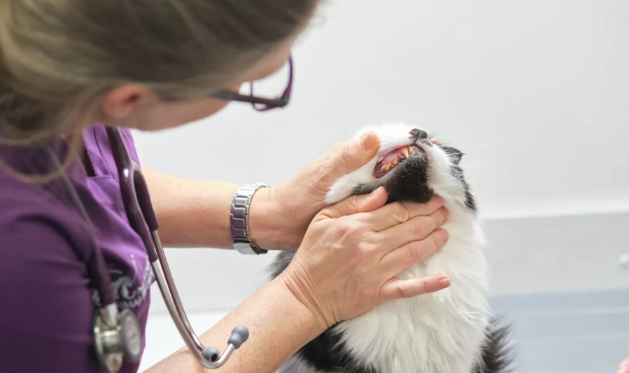 Why Dental Care Is Essential for Pets