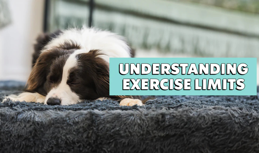 Why Exercise and Wellness Are Vital for Pets
