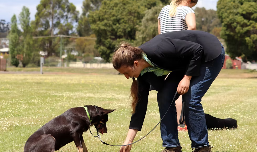 Why Obedience Training Is Important