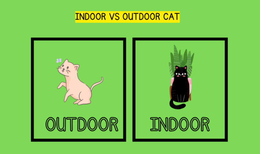 Why Training Is Important for Indoor and Outdoor Cats