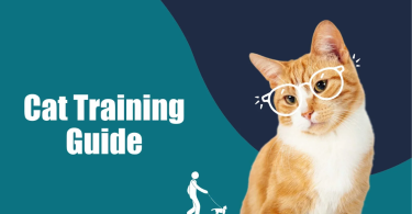 cat behavior training