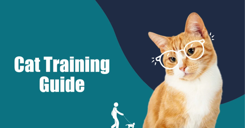 cat behavior training