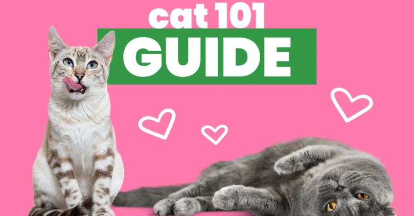 cat care guide