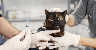cat health care