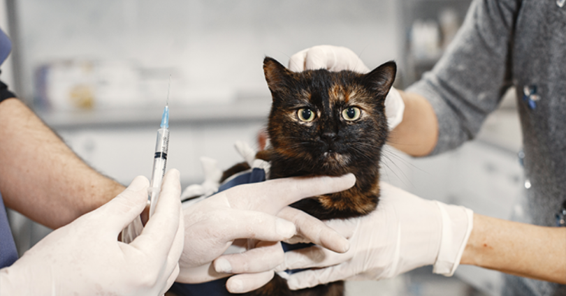 cat health care