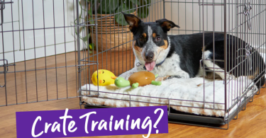 crate training tips