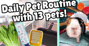daily pet care routine