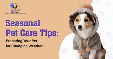 dog care tips