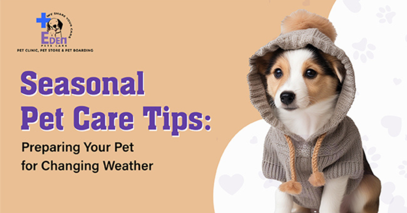 dog care tips