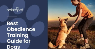 dog obedience training