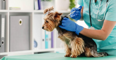 dog vaccination schedule