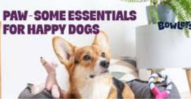 pet accessories guide