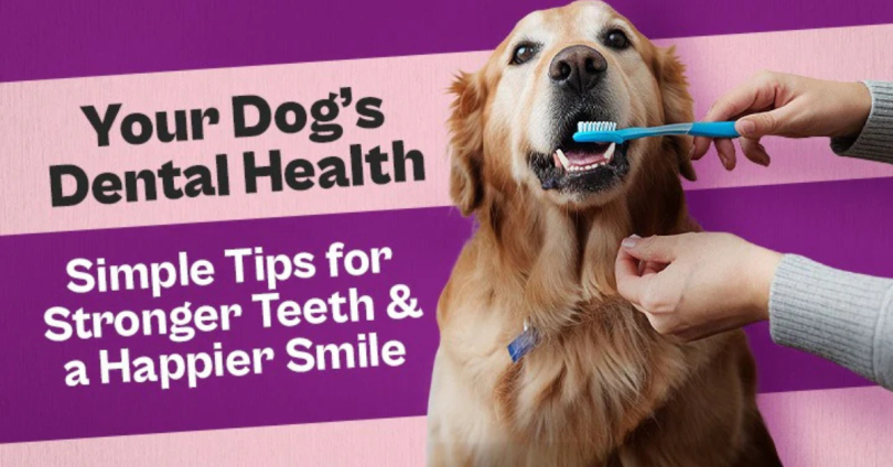 pet dental care tips
