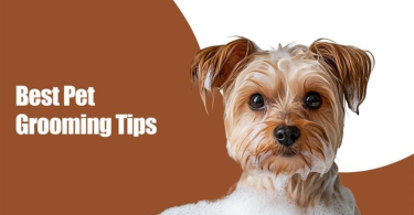 pet grooming tips