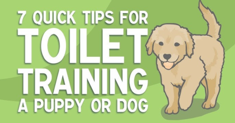 potty training for dogs