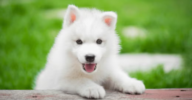 puppy care essentials