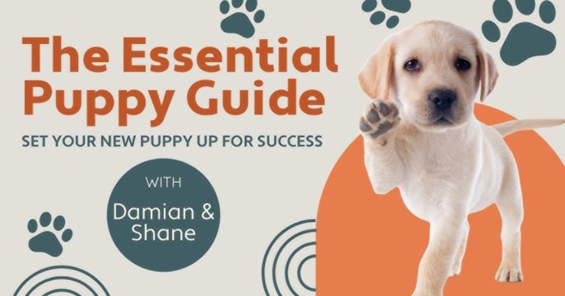 puppy training guide