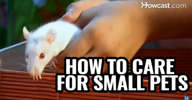 small pet care advice